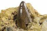 Fossil Tyrannosaurus rex Tooth Tip in Sandstone - Montana #351827-1